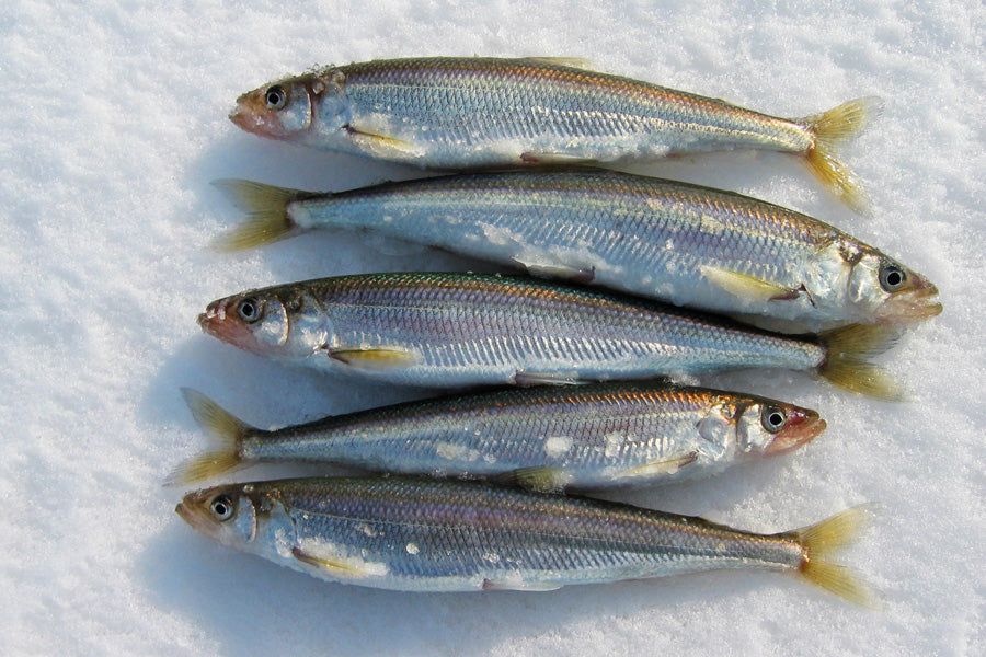 Lake Smelts - 2Lb Per pack