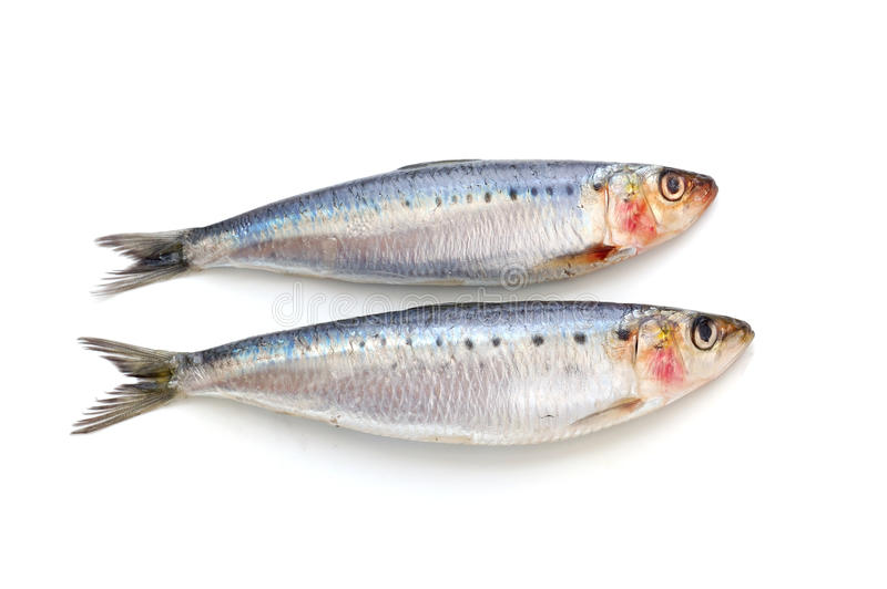 Sardines - 1.5Lb Per Pack
