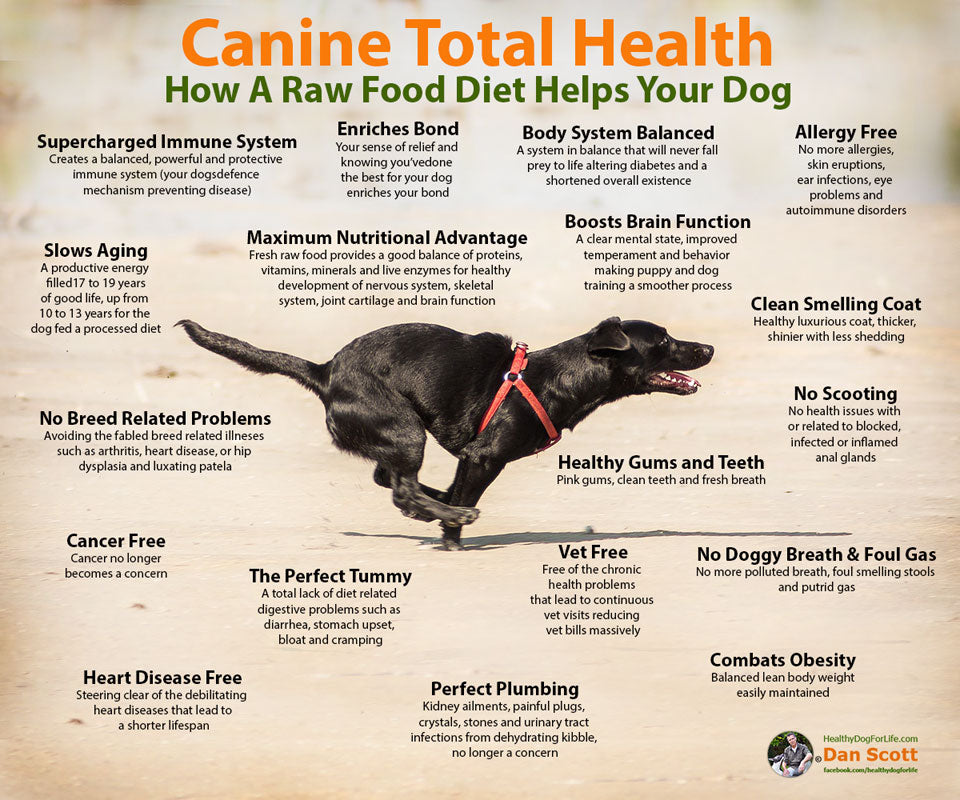 Dog training for authorized 2024 protection near - Main Image